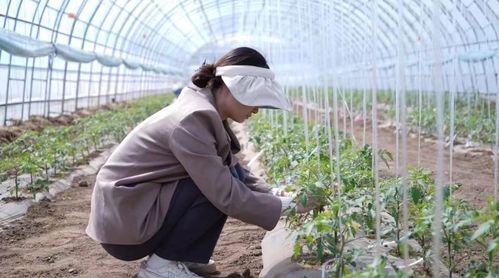 科技小院與共享菜園 科班研究生入村，為農(nóng)產(chǎn)品種植注入新生機