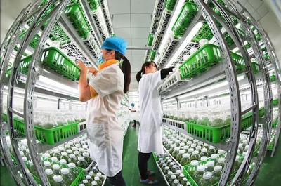 漫談｜各司其職完善產業鏈，讓農民種上放心田——水產養殖篇