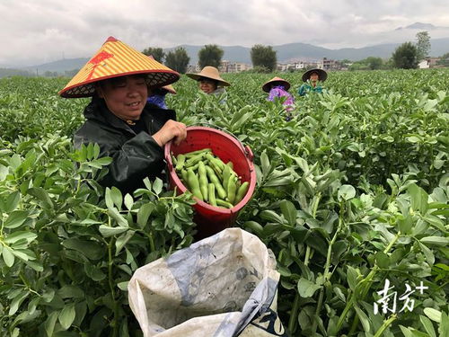 廣東始興 多措并舉穩供保產，筑牢省級“菜籃子”基地縣根基